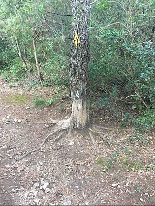 Étrange marquage sur le tronc