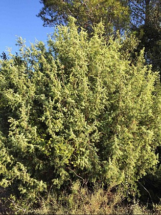 Buisson de Genévrier