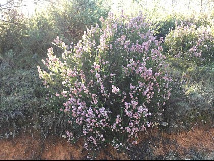 Bruyère arbustive