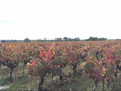 Vignoble des Cévennes