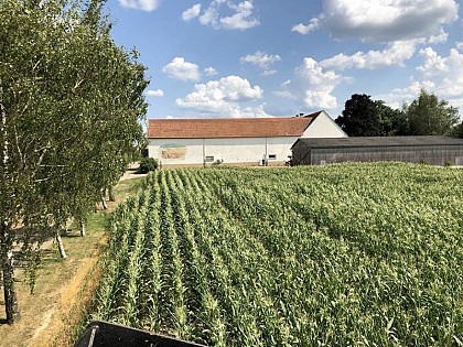 Labyrinthe de maïs géant