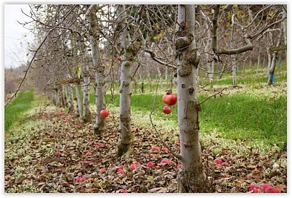 The apple