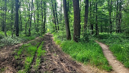 Le plateau de Méginand