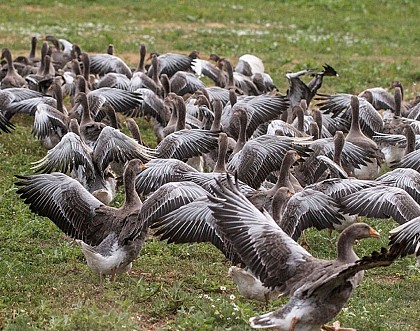 Terra d'Auca (terre d'oie en occitan)