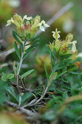 Flore calcicole des coteaux de l’Essonne