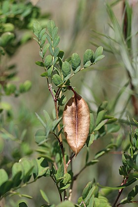 Le marais d’Orville : une flore thermophile sur le bord du chemin