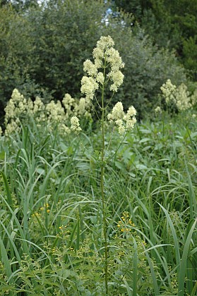 Le marais d’Orville : plantes patrimoniales et exotiques