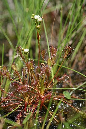 Les berges exondées de l’étang de la Noue Mazone