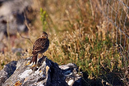 L’Alouette des champs