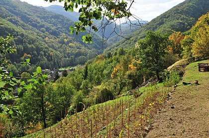 Pailhats de Courgoul : terrasses cultivées