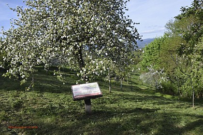 Verger conservatoire de Tours-sur-Meymont