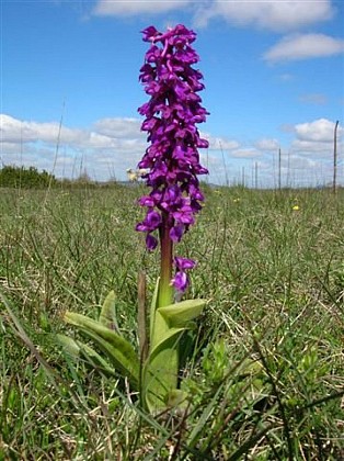 Wild orchids