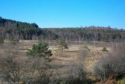 La tourbière de Négarioux-Malsagne