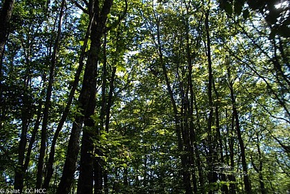 La forêt corrézienne