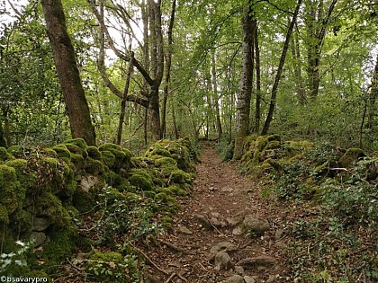Les chemins creux