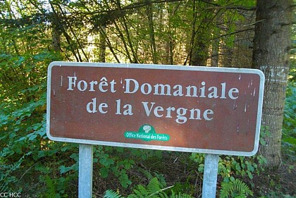 La forêt de La Vergne
