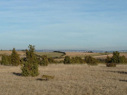 Dry Grasslands