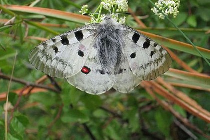 Papillons et autres insectes