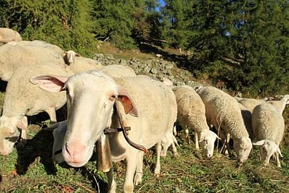 Sheep on the mountain pasture