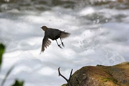 White-throated dipper