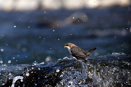 White-throated dipper