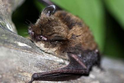 Whiskered bat
