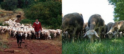 Visite de ferme des Vignots