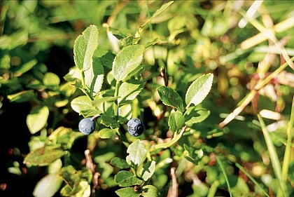 Blueberries
