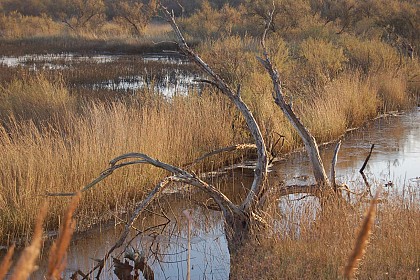 Marais de la Guerche