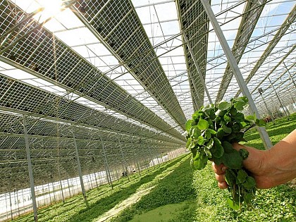 Les Cressonnières d'Aquitaine