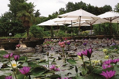 Café Marliacea - Latour-Marliac