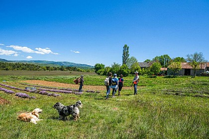 La ferme des Homs et les Aromatiques du Larzac
