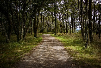 Forêt d'Ustaritz