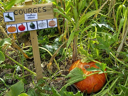 La campagne du pony ranch