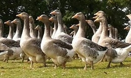 GAEC Issartier - La Butte aux Oies