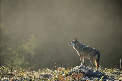Parc animalier Les Loups de Chabrières