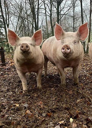 LA FERME DE LAGEAS HAUTE
