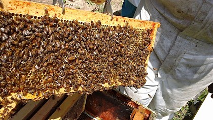 Le Rucher de la Forêt