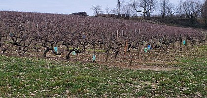 Vigne AOC AOP Vouvray