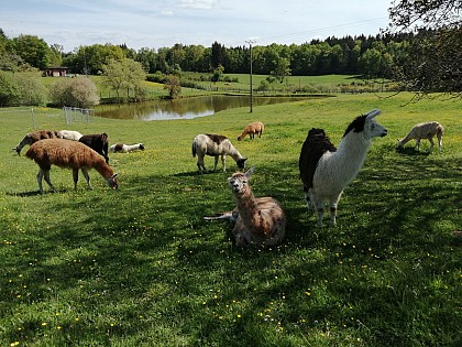 Walks and hikes with llamas