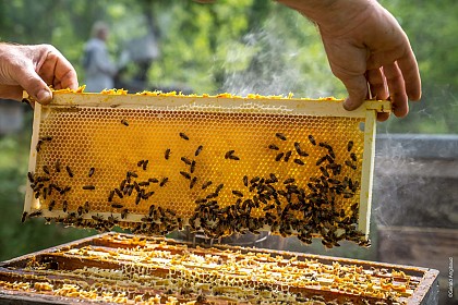 Miels Girard,  la Maison des Abeilles