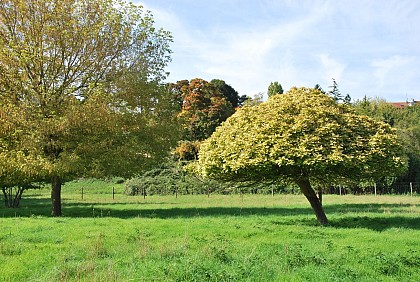 Municipal meadow of Le Mesnil
