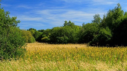 La narse d'Espinasse