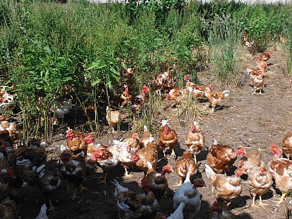 Richard's poultry farm