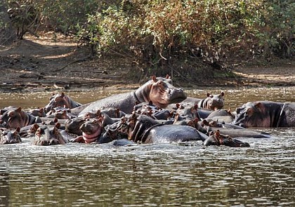 Safari 2 jours/ 1nuit dans la réserve de Selous – Transferts inclus depuis Zanzibar