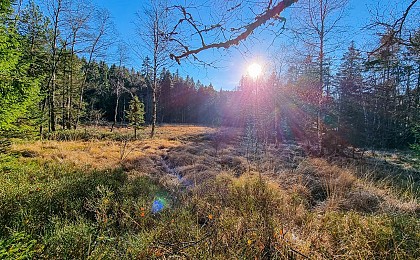 La tourbière du haut de mérelle - bog