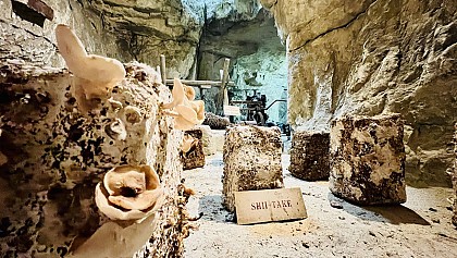 Cave Vivante du Champignon