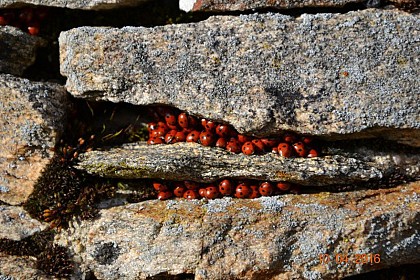 Les coccinelles du Puech Monseigne