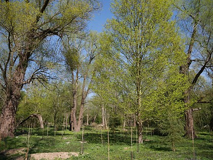 Le bois de Florimond