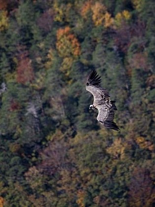 Griffon vulture